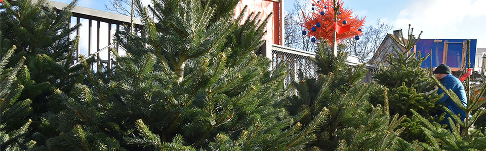 Weihnachtsbaumverkauf_2