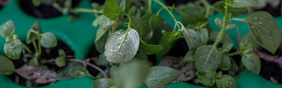 trauerspenden_header
