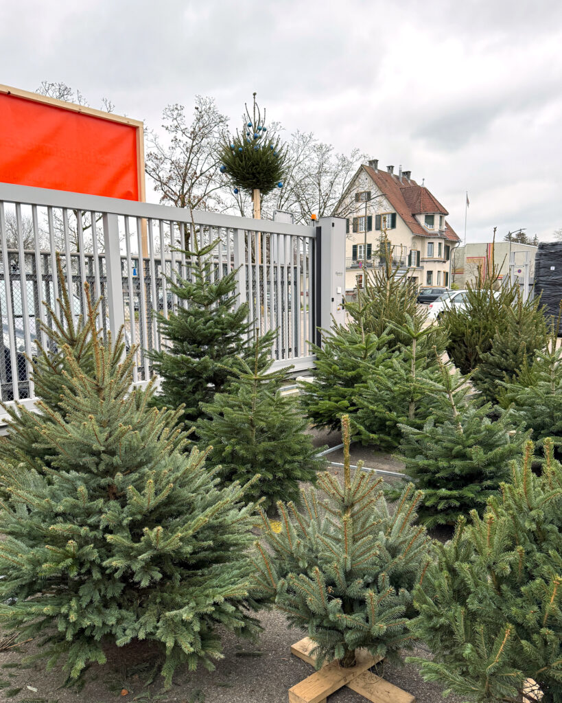 IMG_2262_korr Weihnachtsbäume im Läbesruum