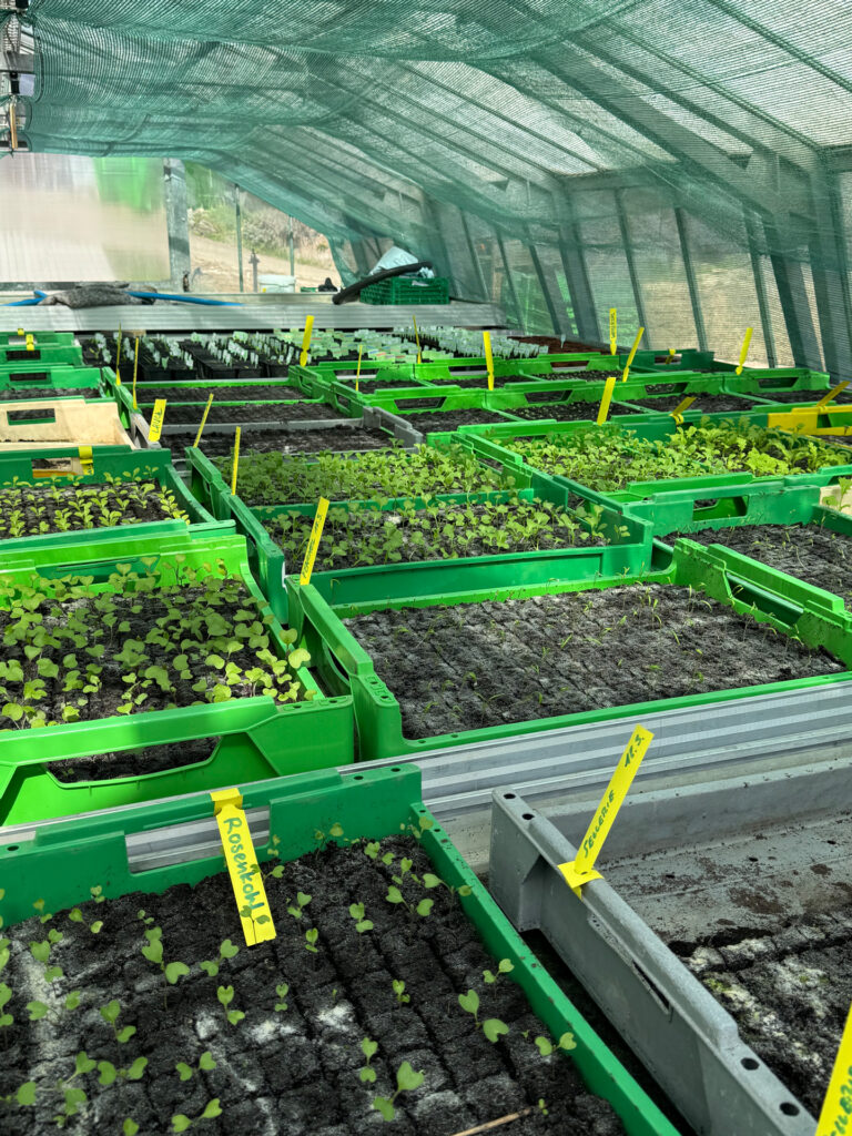 Setzlinge für das Gemüseabo des Läbesruums.