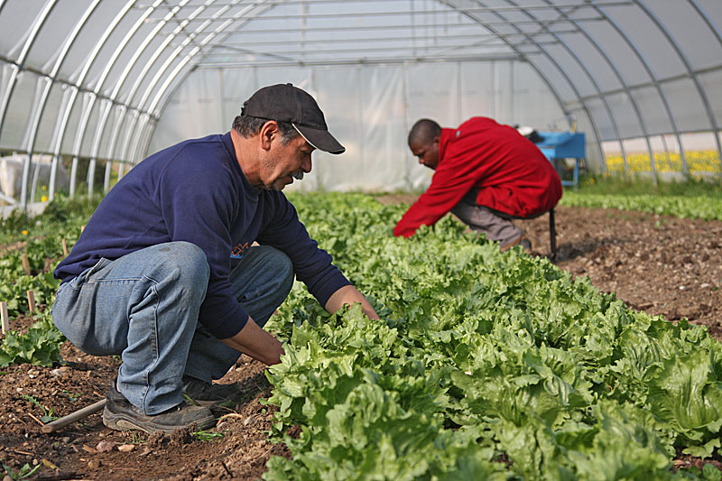 Zwei Mitarbeiter des Läbesruums kümmern sich um Salat in einem Gewächshaus.