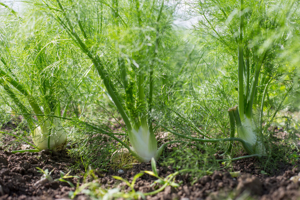 Fenchel für das Gemüseabo des Läbesruums.