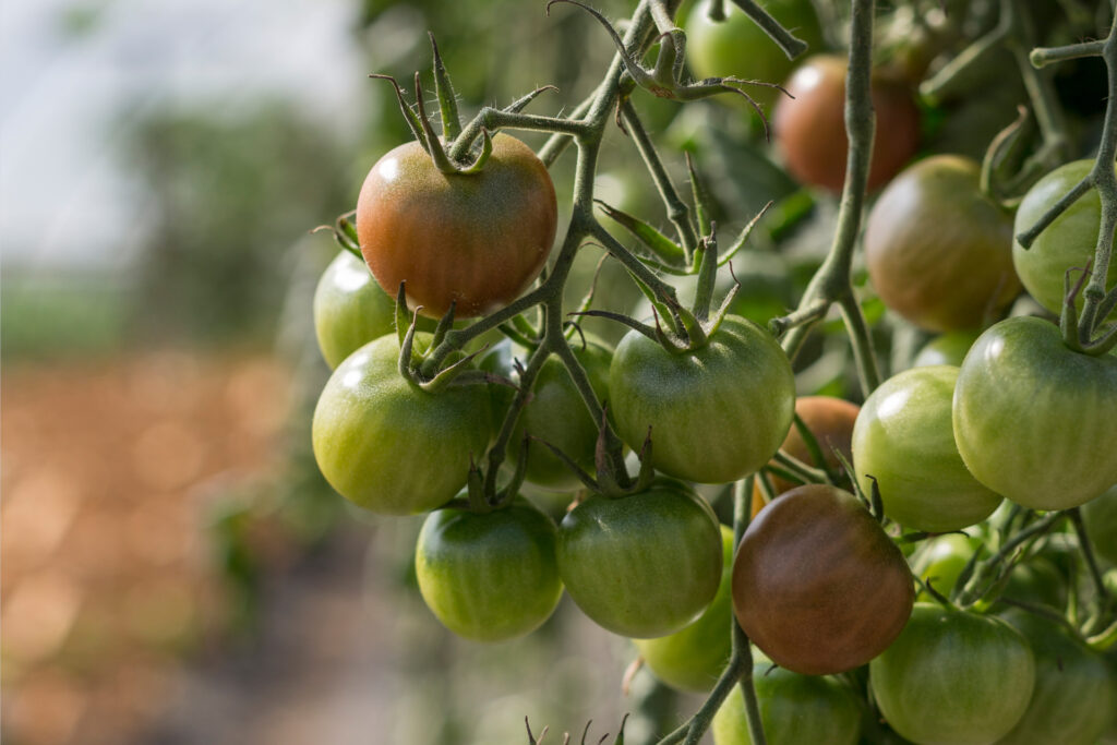 Tomaten für das Gemüseabo des Läbesruums.