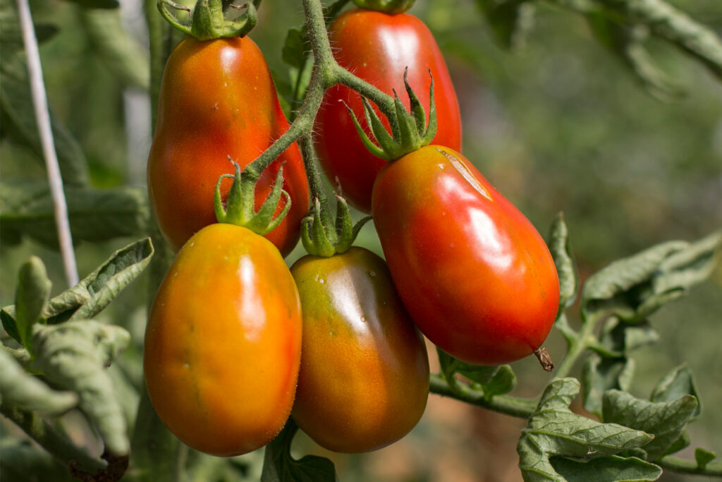 Tomaten für das Gemüseabo des Läbesruums.