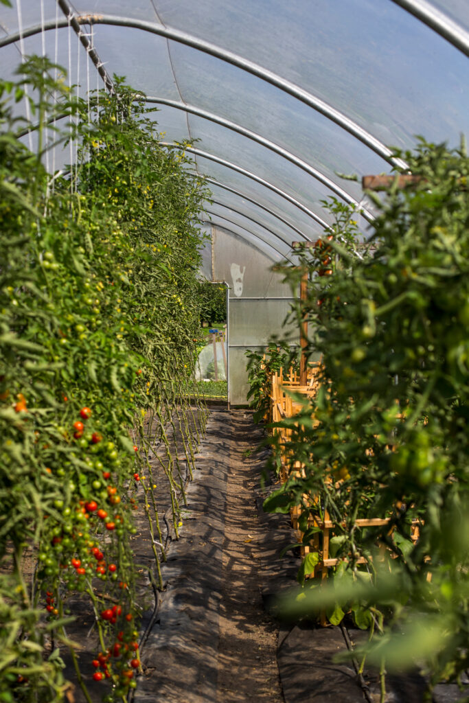 Folientunnel für Gemüse des Läbesruums.