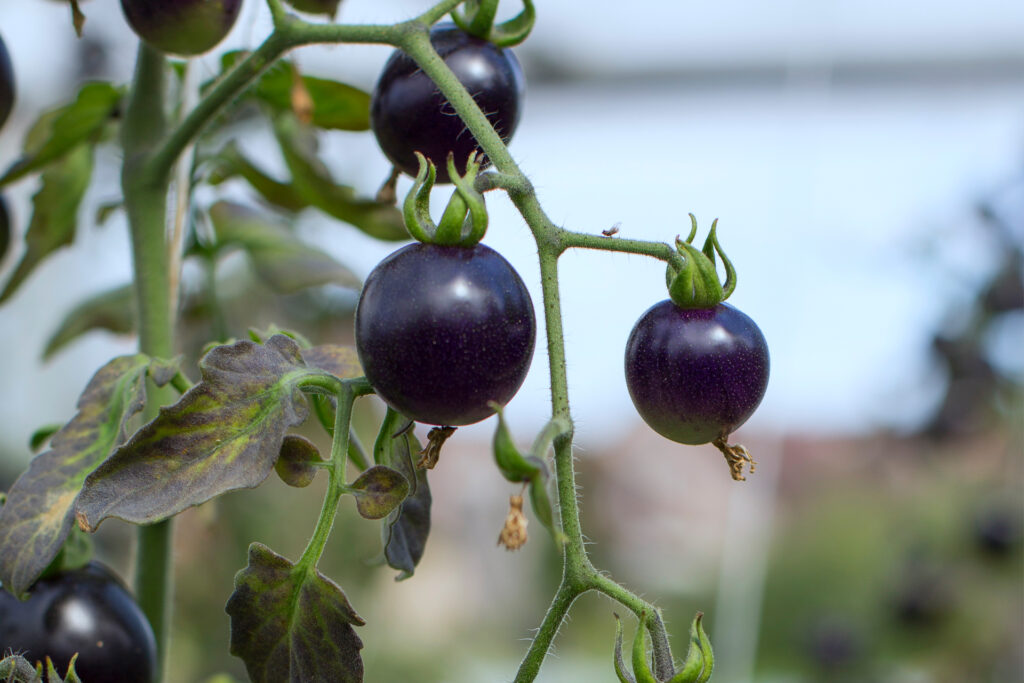 Tomaten für das Gemüseabo des Läbesruums.